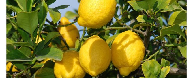 cultivo del limón