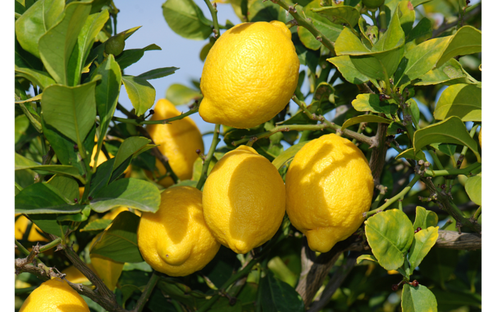 cultivo del limón